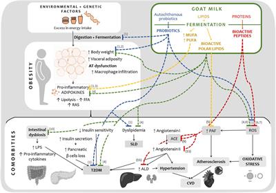 Fermented goat milk as a functional food for obesity prevention or treatment: a narrative review